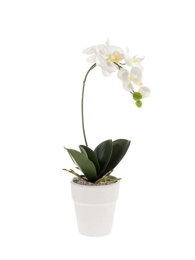 Künstliche Orchidee - Linus auf transparentem Hintergrund mit echt wirkenden Kunstblättern. Diese Kunstpflanze gehört zur Gattung/Familie der "Orchideen" bzw. "Kunst-Orchideen".