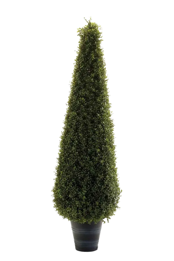 Künstliche Buchsbaumpyramide - Lucy auf transparentem Hintergrund mit echt wirkenden Kunstblättern. Diese Kunstpflanze gehört zur Gattung/Familie der "Buchsbäume" bzw. "Kunst-Buchsbäume".