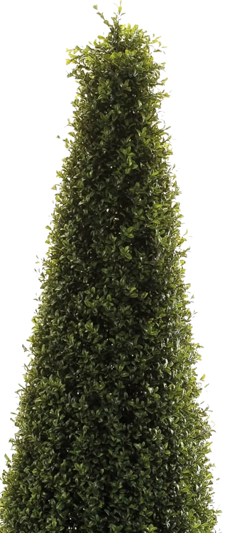 Künstliche Buchsbaumpyramide - Lucy | 135 cm auf transparentem Hintergrund, als Ausschnitt fotografiert, damit die Details der Kunstpflanze bzw. des Kunstbaums noch deutlicher zu erkennen sind.