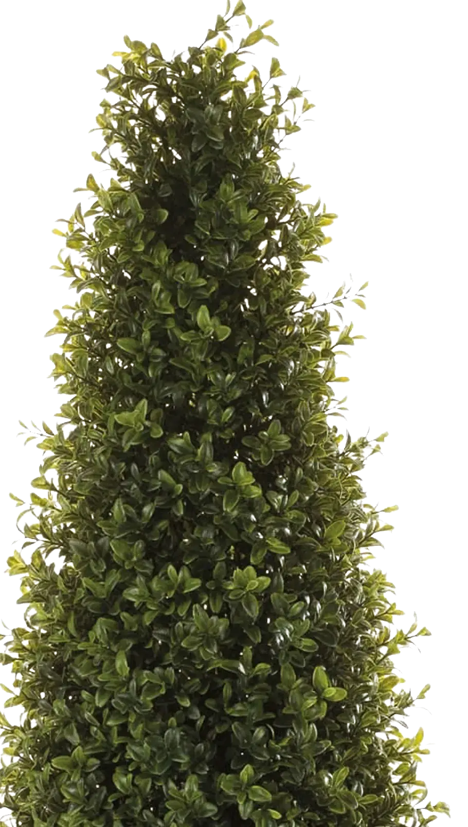 Künstliche Buchsbaumpyramide - Lucy | 165 cm auf transparentem Hintergrund, als Ausschnitt fotografiert, damit die Details der Kunstpflanze bzw. des Kunstbaums noch deutlicher zu erkennen sind.