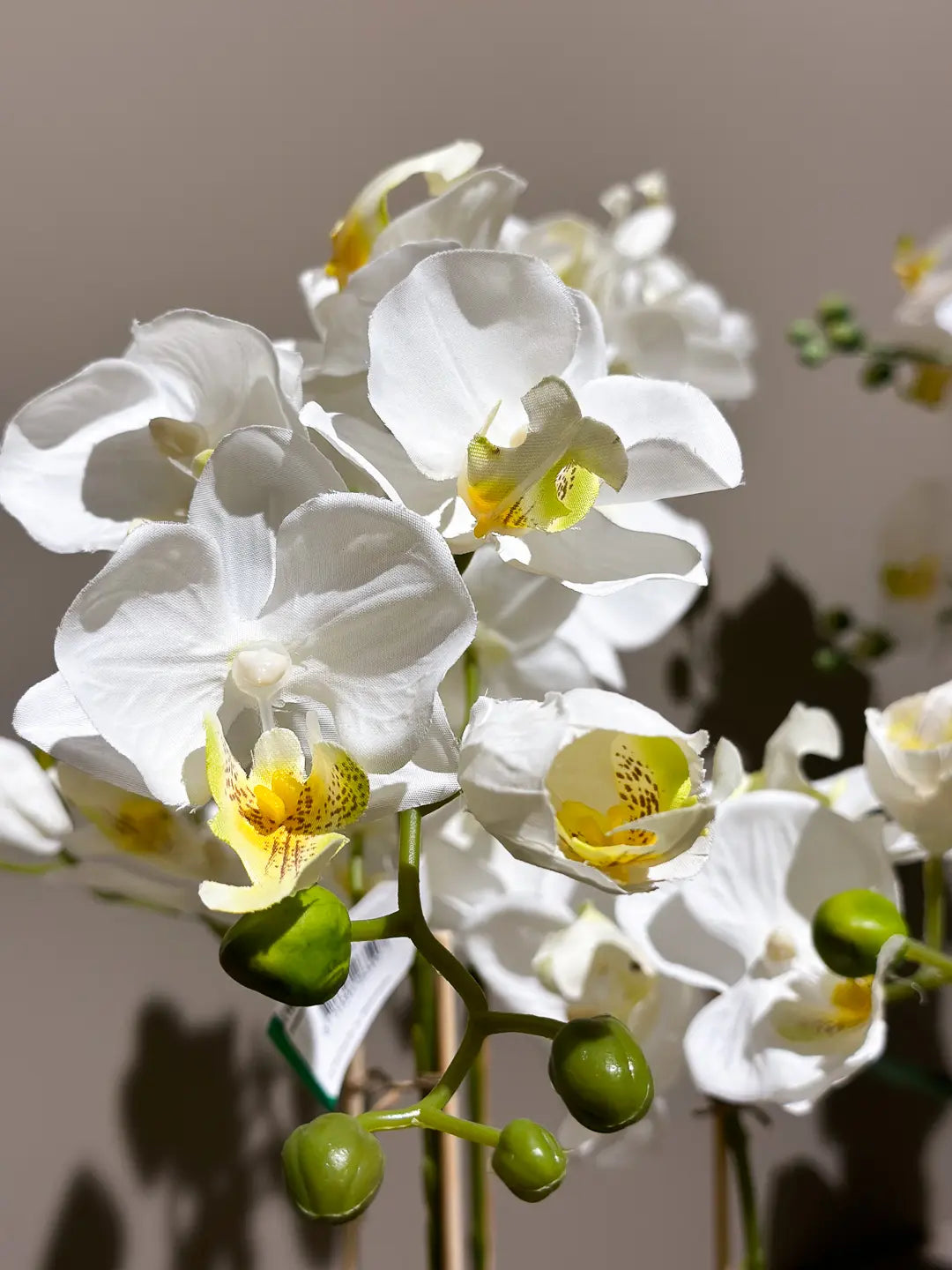 Künstliche Orchidee - Grace | 60 cm | Kunstblume von aplanta