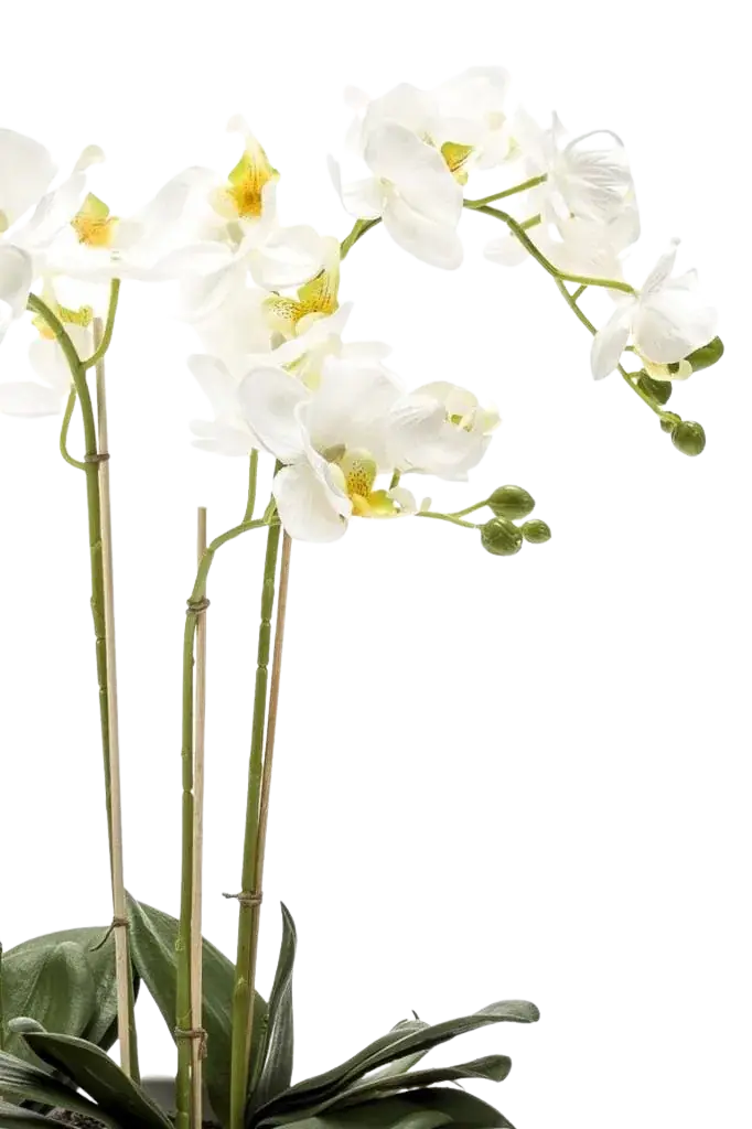 Künstliche Orchidee - Linus | 60 cm auf transparentem Hintergrund, als Ausschnitt fotografiert, damit die Details der Kunstpflanze bzw. des Kunstbaums noch deutlicher zu erkennen sind.