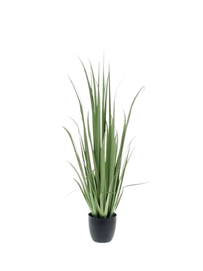 Hochwertiges Kunstgras auf transparentem Hintergrund mit echt wirkenden Kunstblättern in natürlicher Anordnung. Künstliches Yucca Gras - Iva hat die Farbe Grün und ist 120 cm hoch. | aplanta Kunstpflanzen