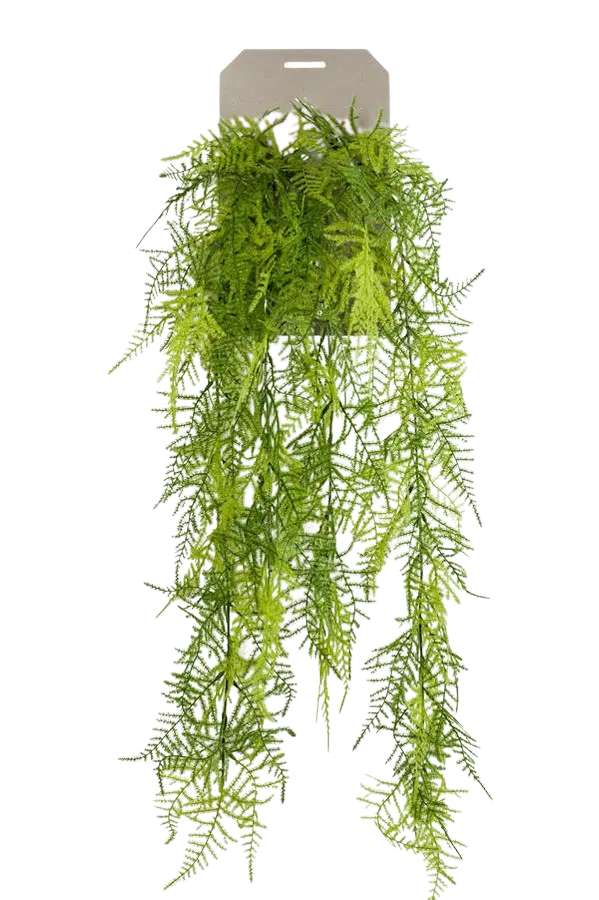 Künstlicher Hänge-Feder-Spargel - Luke auf transparentem Hintergrund mit echt wirkenden Kunstblättern. Diese Kunstpflanze gehört zur Gattung/Familie der "Asparagus" bzw. "Kunst-Asparagus".