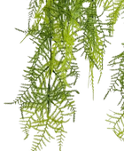 Künstlicher Hänge-Feder-Spargel - Luke | 80 cm auf transparentem Hintergrund, als Ausschnitt fotografiert, damit die Details der Kunstpflanze bzw. des Kunstbaums noch deutlicher zu erkennen sind.
