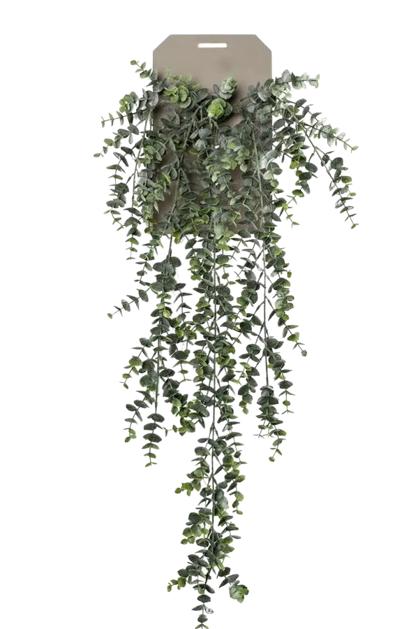 Künstlicher Hänge-Eucalypthus - Richard auf transparentem Hintergrund mit echt wirkenden Kunstblättern. Diese Kunstpflanze gehört zur Gattung/Familie der "Eucalyptus" bzw. "Kunst-Eucalyptus".