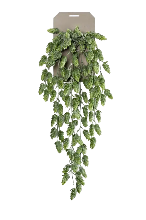 Künstlicher Hänge-Hopfen - Richard auf transparentem Hintergrund mit echt wirkenden Kunstblättern. Diese Kunstpflanze gehört zur Gattung/Familie der "Hopfen" bzw. "Kunst-Hopfen".