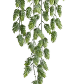 Künstlicher Hänge-Hopfen - Richard | 75 cm auf transparentem Hintergrund, als Ausschnitt fotografiert, damit die Details der Kunstpflanze bzw. des Kunstbaums noch deutlicher zu erkennen sind.
