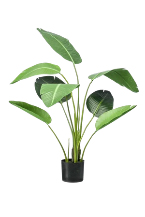 Künstliche Strelitzia - Carl auf transparentem Hintergrund mit echt wirkenden Kunstblättern. Diese Kunstpflanze gehört zur Gattung/Familie der "Strelitzias" bzw. "Kunst-Strelitzias".