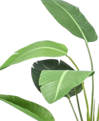 Künstliche Strelitzia - Carl | 116 cm auf transparentem Hintergrund, als Ausschnitt fotografiert, damit die Details der Kunstpflanze bzw. des Kunstbaums noch deutlicher zu erkennen sind.