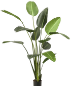 Künstliche Strelitzia - Josephine auf transparentem Hintergrund mit echt wirkenden Kunstblättern. Diese Kunstpflanze gehört zur Gattung/Familie der 