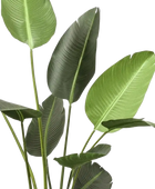 Künstliche Strelitzia - Josephine | 238 cm auf transparentem Hintergrund, als Ausschnitt fotografiert, damit die Details der Kunstpflanze bzw. des Kunstbaums noch deutlicher zu erkennen sind.