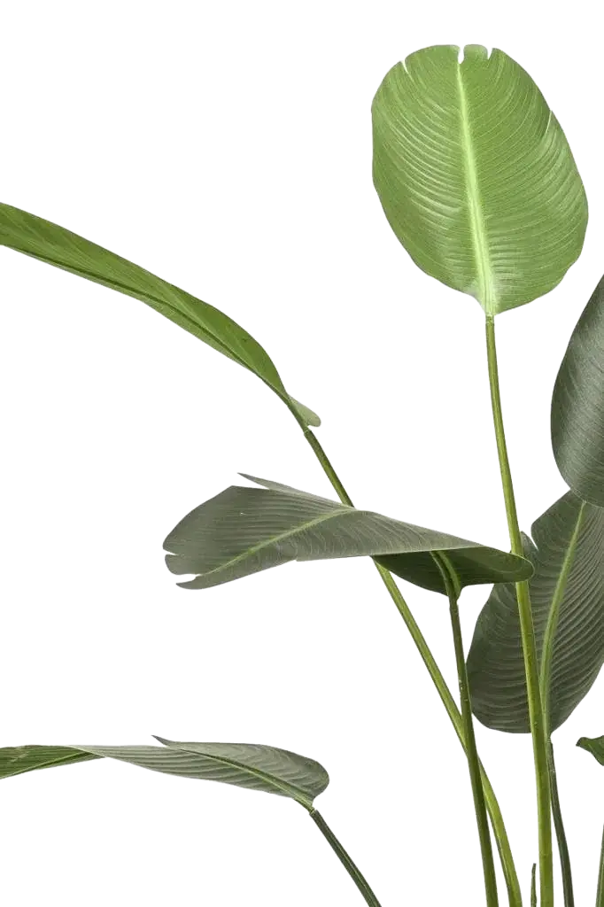 Künstliche Strelitzia - Josephine | 238 cm auf transparentem Hintergrund, als Ausschnitt fotografiert, damit die Details der Kunstpflanze bzw. des Kunstbaums noch deutlicher zu erkennen sind.