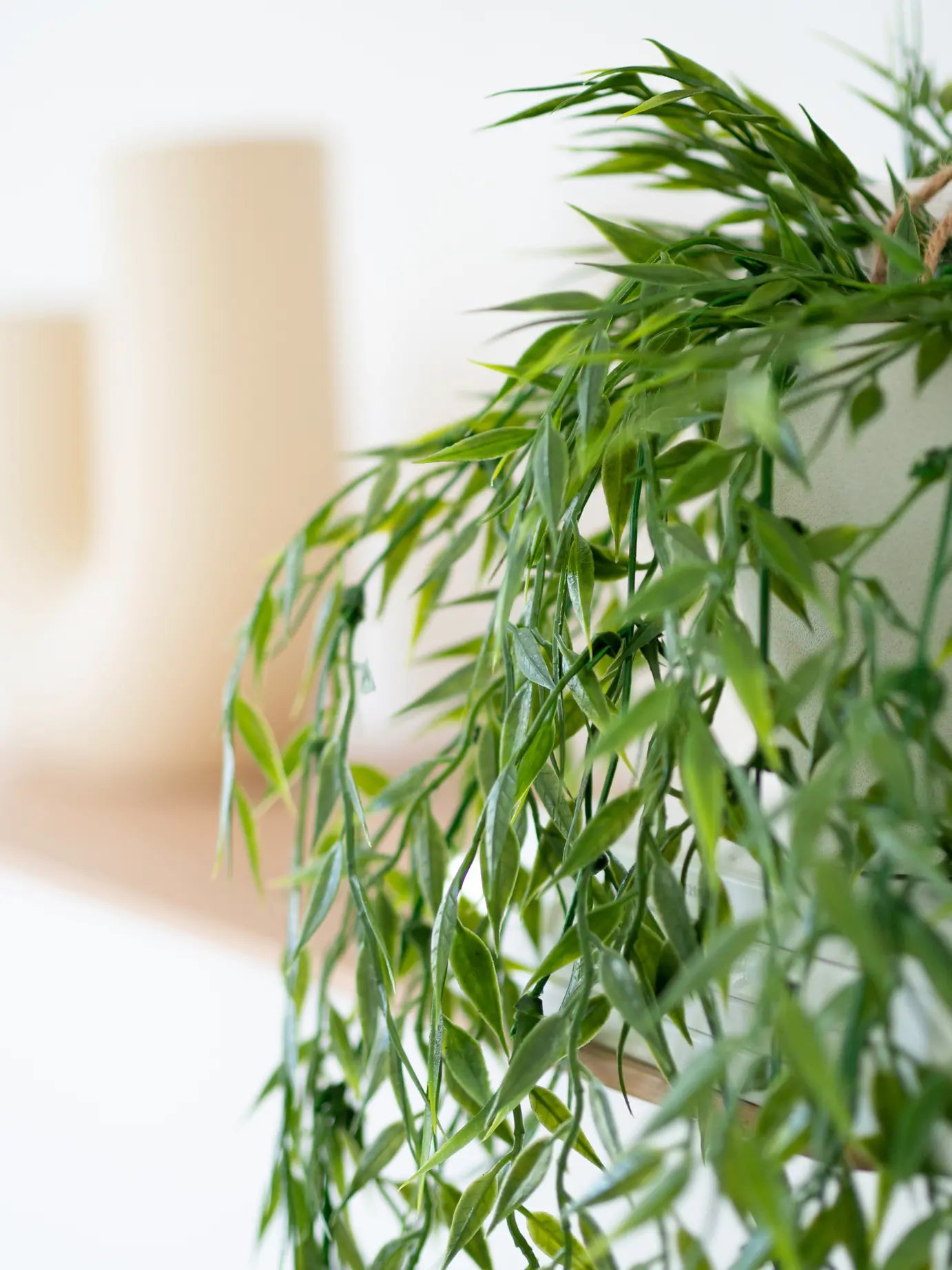 Hochwertiger Olivenbaum künstlich auf transparentem Hintergrund mit echt wirkenden Kunstblättern in natürlicher Anordnung. Künstlicher Hänge-Bambus - Kiana hat die Farbe Natur | aplanta Kunstpflanzen