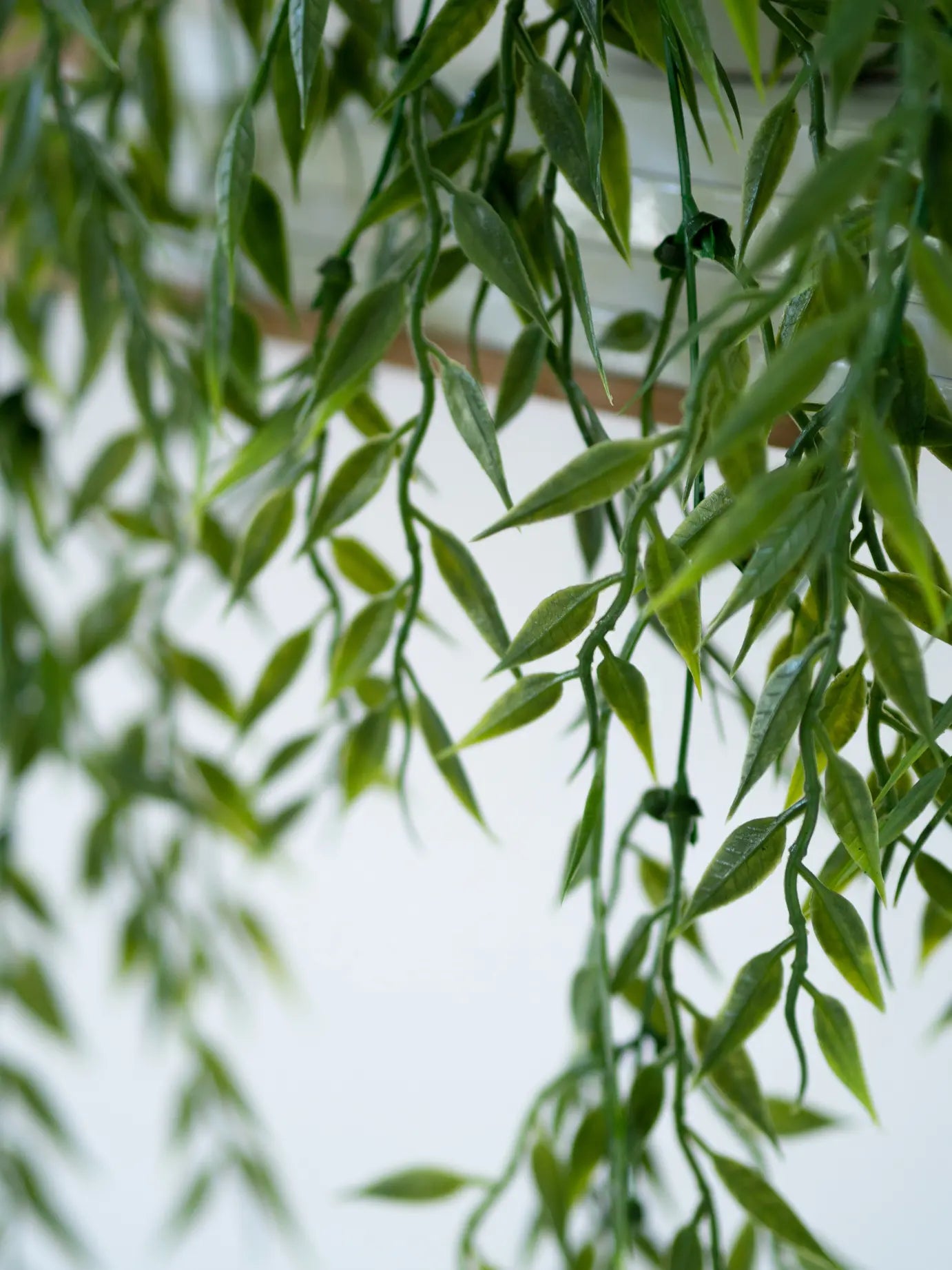 Hochwertiger Olivenbaum künstlich auf transparentem Hintergrund mit echt wirkenden Kunstblättern in natürlicher Anordnung. Künstlicher Hänge-Bambus - Kiana hat die Farbe Natur | aplanta Kunstpflanzen