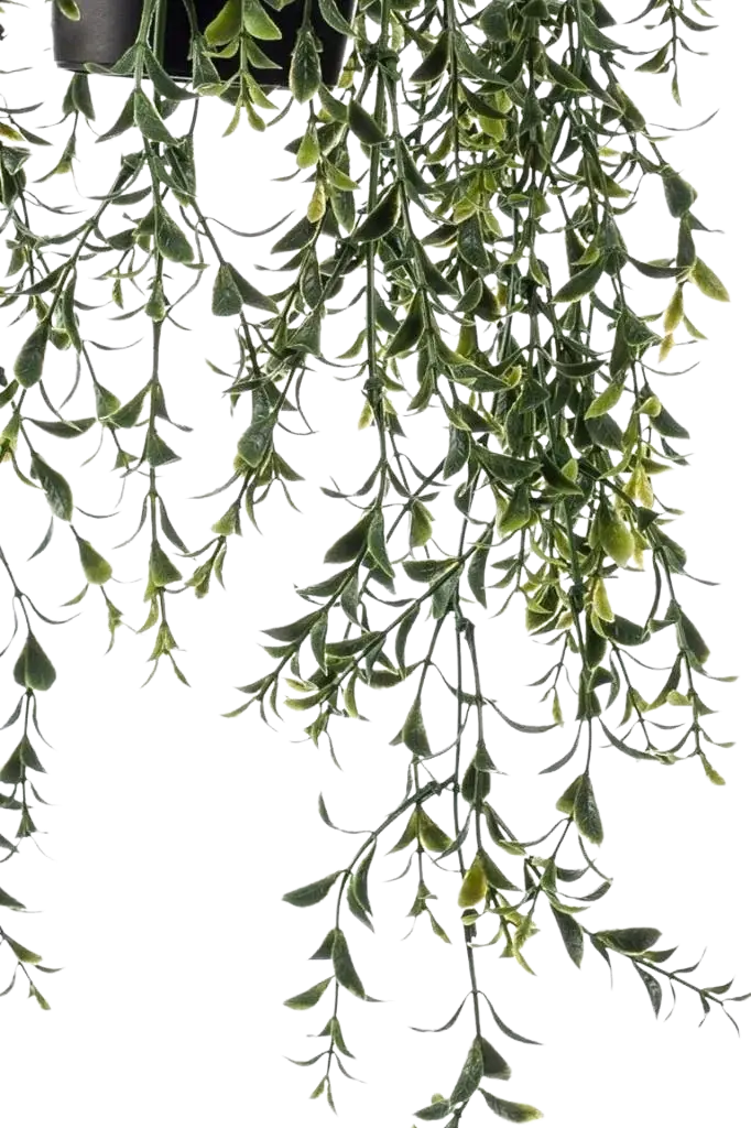 Künstlicher Hänge-Buchsbaum - Kevin | 50 cm auf transparentem Hintergrund, als Ausschnitt fotografiert, damit die Details der Kunstpflanze bzw. des Kunstbaums noch deutlicher zu erkennen sind.