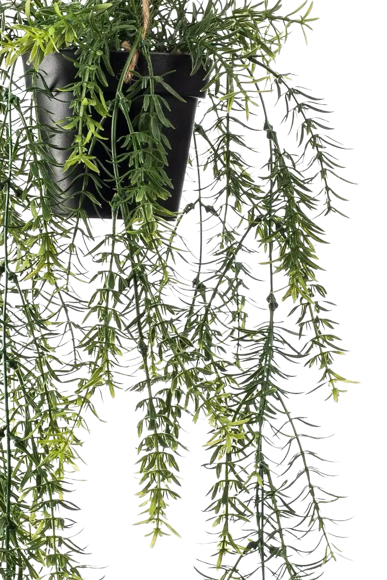 Künstlicher Hänge-Spargel - Kilian | 50 cm auf transparentem Hintergrund, als Ausschnitt fotografiert, damit die Details der Kunstpflanze bzw. des Kunstbaums noch deutlicher zu erkennen sind.