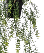 Künstlicher Hänge-Spargel - Kilian | 50 cm auf transparentem Hintergrund, als Ausschnitt fotografiert, damit die Details der Kunstpflanze bzw. des Kunstbaums noch deutlicher zu erkennen sind.