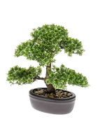 Hochwertiger Kunstbonsai auf transparentem Hintergrund mit echt wirkenden Kunstblättern in natürlicher Anordnung. Künstlicher Ficus Bonsai - Yui hat die Farbe Natur und ist 32 cm hoch. | aplanta Kunstpflanzen