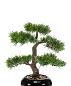 Hochwertiger Kunstbonsai auf transparentem Hintergrund mit echt wirkenden Kunstblättern in natürlicher Anordnung. Künstlicher Zeder Bonsai - Miyu hat die Farbe Natur und ist 32 cm hoch. | aplanta Kunstpflanzen