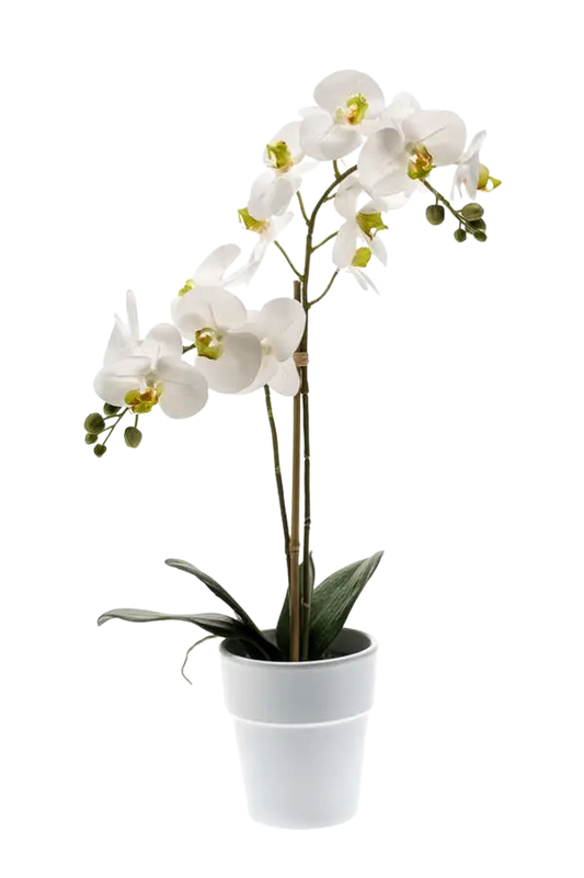Künstliche Orchidee - Leonard auf transparentem Hintergrund mit echt wirkenden Kunstblättern. Diese Kunstpflanze gehört zur Gattung/Familie der "Orchideen" bzw. "Kunst-Orchideen".