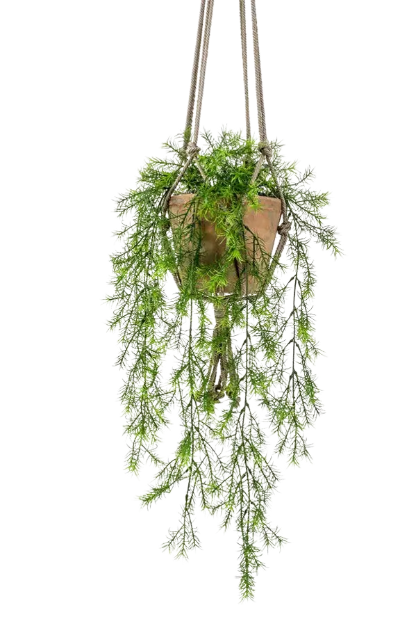 Künstlicher Hänge-Zierspargel - Klaas auf transparentem Hintergrund mit echt wirkenden Kunstblättern. Diese Kunstpflanze gehört zur Gattung/Familie der "Asparagus" bzw. "Kunst-Asparagus".
