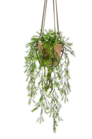 Künstlicher Hänge-Zierspargel - Klaas auf transparentem Hintergrund mit echt wirkenden Kunstblättern. Diese Kunstpflanze gehört zur Gattung/Familie der "Asparagus" bzw. "Kunst-Asparagus".