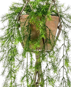 Künstlicher Hänge-Zierspargel - Klaas | 65 cm auf transparentem Hintergrund, als Ausschnitt fotografiert, damit die Details der Kunstpflanze bzw. des Kunstbaums noch deutlicher zu erkennen sind.