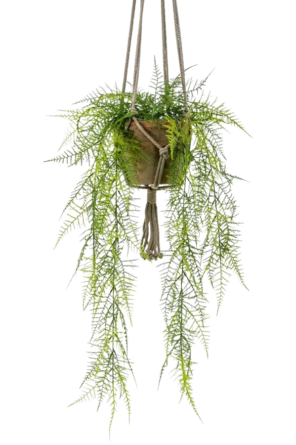 Künstlicher Hänge-Feder-Spargel - Jannis auf transparentem Hintergrund mit echt wirkenden Kunstblättern. Diese Kunstpflanze gehört zur Gattung/Familie der "Asparagus" bzw. "Kunst-Asparagus".