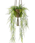 Künstlicher Hänge-Feder-Spargel - Jannis auf transparentem Hintergrund mit echt wirkenden Kunstblättern. Diese Kunstpflanze gehört zur Gattung/Familie der 