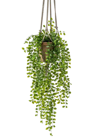 Künstlicher Hänge-Kletterficus - Kjell auf transparentem Hintergrund mit echt wirkenden Kunstblättern. Diese Kunstpflanze gehört zur Gattung/Familie der "Feigen" bzw. "Kunst-Feigen".