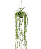 Künstlicher Kletterficus - Kaja auf transparentem Hintergrund mit echt wirkenden Kunstblättern. Diese Kunstpflanze gehört zur Gattung/Familie der 