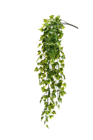 Künstlicher Hänge-Efeu - Kenan auf transparentem Hintergrund mit echt wirkenden Kunstblättern. Diese Kunstpflanze gehört zur Gattung/Familie der "Efeu" bzw. "Kunst-Efeu".