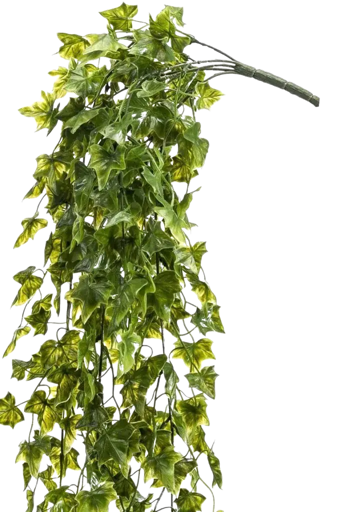 Künstlicher Hänge-Efeu - Kenan | 75 cm auf transparentem Hintergrund, als Ausschnitt fotografiert, damit die Details der Kunstpflanze bzw. des Kunstbaums noch deutlicher zu erkennen sind.
