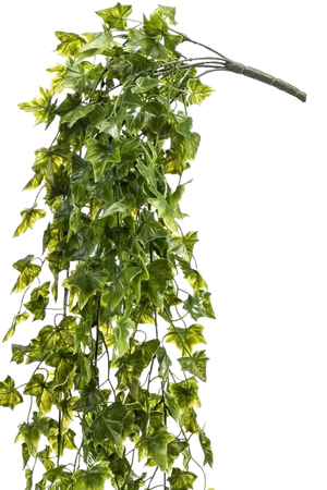 Künstlicher Hänge-Efeu - Kenan | 75 cm auf transparentem Hintergrund, als Ausschnitt fotografiert, damit die Details der Kunstpflanze bzw. des Kunstbaums noch deutlicher zu erkennen sind.