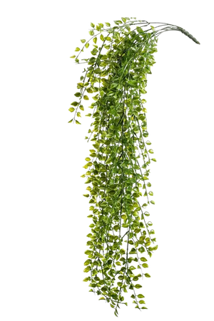 Künstlicher Hänge-Kletterficus - Keno auf transparentem Hintergrund mit echt wirkenden Kunstblättern. Diese Kunstpflanze gehört zur Gattung/Familie der "Feigen" bzw. "Kunst-Feigen".