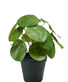 Künstlicher Geldbaum - Justin auf transparentem Hintergrund mit echt wirkenden Kunstblättern. Diese Kunstpflanze gehört zur Gattung/Familie der 