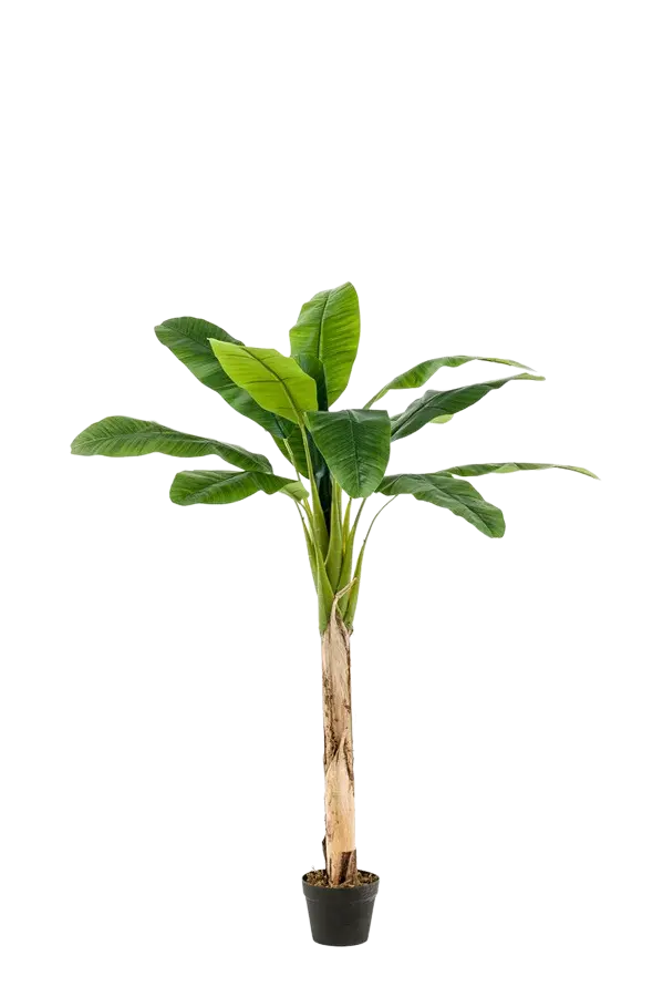 Künstlicher Bananenbaum - Coco auf transparentem Hintergrund mit echt wirkenden Kunstblättern in natürlicher Anordnung. Künstlicher Bananenbaum - Coco hat die Farbe Natur und ist 210 cm hoch. | aplanta Kunstpflanzen