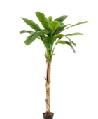 Künstlicher Bananenbaum - Gerald auf transparentem Hintergrund mit echt wirkenden Kunstblättern in natürlicher Anordnung. Künstlicher Bananenbaum - Gerald hat die Farbe Natur und ist 180 cm hoch. | aplanta Kunstpflanzen