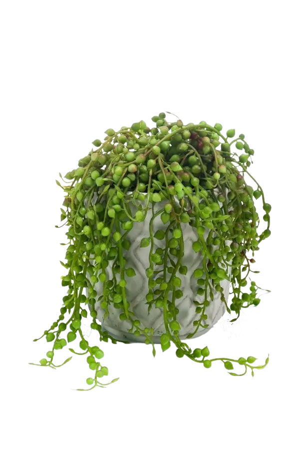 Künstliche Erbsenpflanze - Eric auf transparentem Hintergrund mit echt wirkenden Kunstblättern in natürlicher Anordnung. Künstliche Erbsenpflanze - Eric hat die Farbe Natur und ist 15 cm hoch. | aplanta Kunstpflanzen