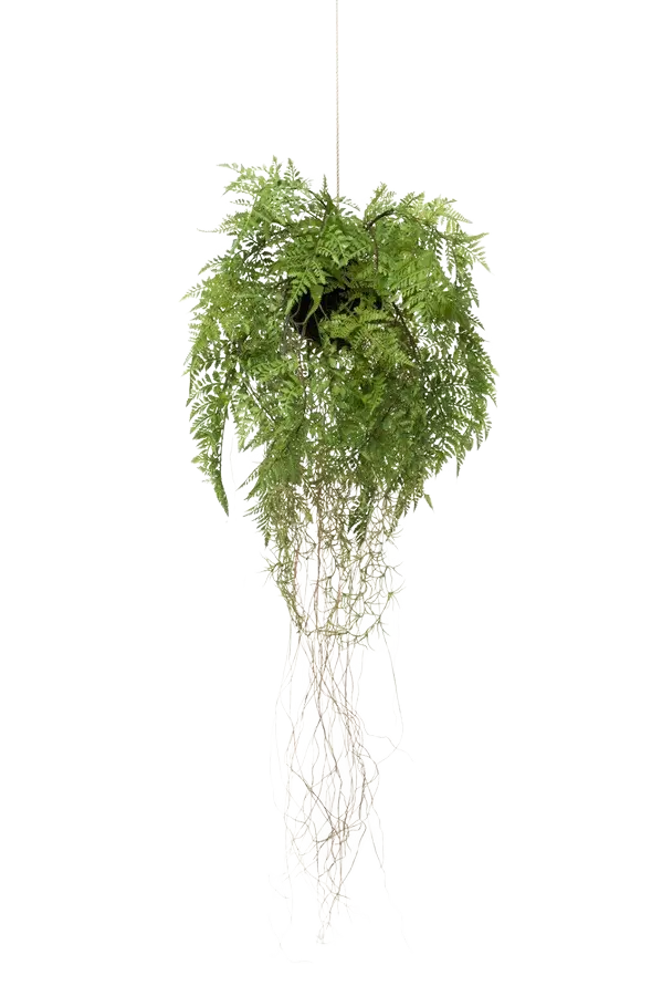 Künstlicher Hänge-Farn - Jolie auf transparentem Hintergrund mit echt wirkenden Kunstblättern. Diese Kunstpflanze gehört zur Gattung/Familie der "Farne" bzw. "Kunst-Farne".