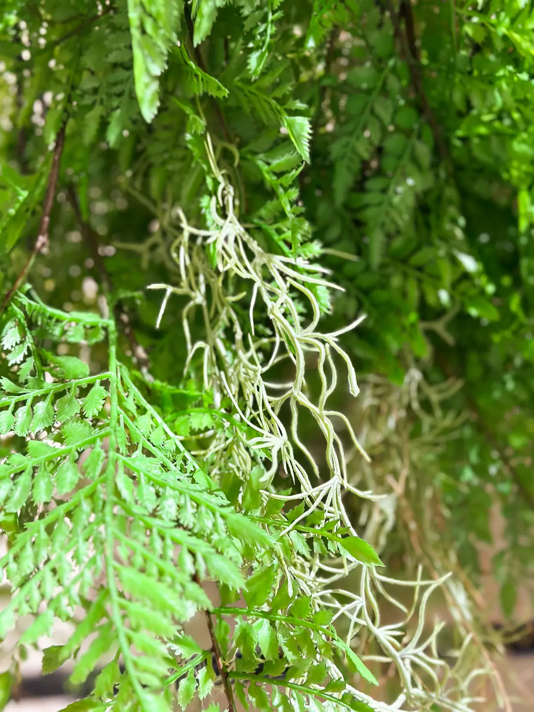 Künstlicher Hänge-Farn - Jolie | 35 cm | Kunstpflanze von aplanta