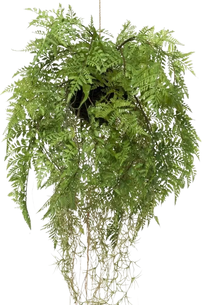 35 cm auf transparentem Hintergrund, als Ausschnitt fotografiert, damit die Details der Kunstpflanze bzw. des Kunstbaums noch deutlicher zu erkennen sind.