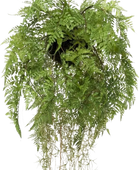 Künstlicher Hänge-Farn - Jolie | 35 cm auf transparentem Hintergrund, als Ausschnitt fotografiert, damit die Details der Kunstpflanze bzw. des Kunstbaums noch deutlicher zu erkennen sind.