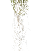 Künstlicher Hänge-Farn - Jolie | 35 cm auf transparentem Hintergrund, als Ausschnitt fotografiert, damit die Details der Kunstpflanze bzw. des Kunstbaums noch deutlicher zu erkennen sind.