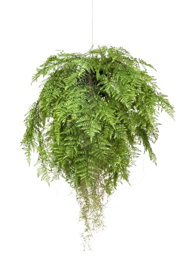 Künstlicher Hänge-Farn - Jule auf transparentem Hintergrund mit echt wirkenden Kunstblättern. Diese Kunstpflanze gehört zur Gattung/Familie der "Farne" bzw. "Kunst-Farne".