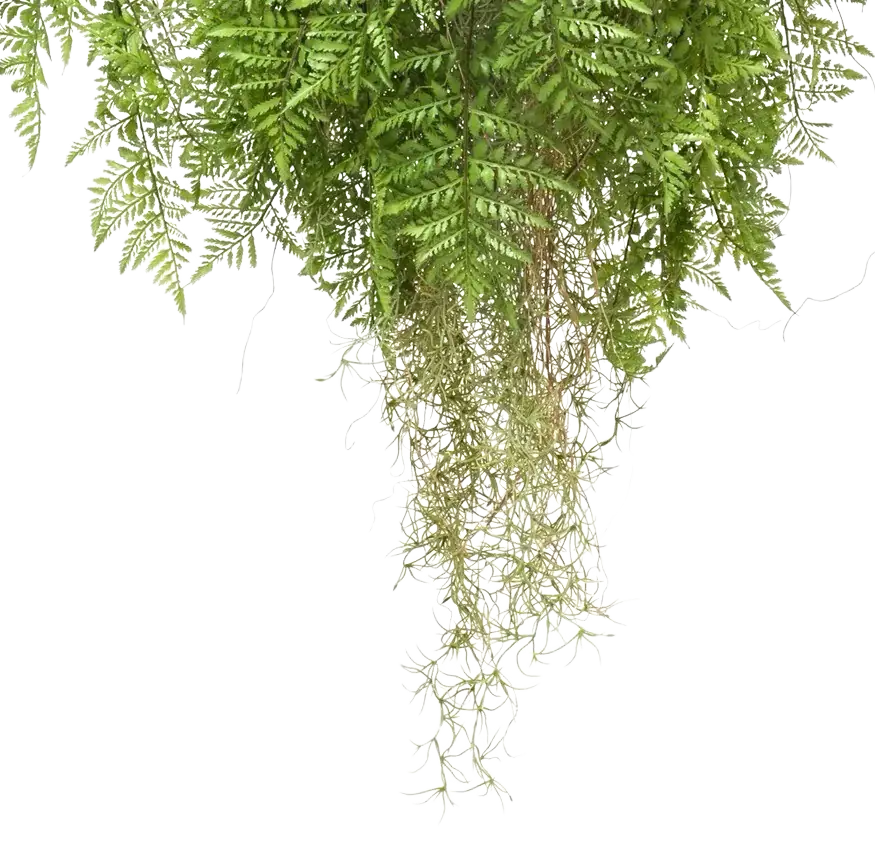 80 cm auf transparentem Hintergrund, als Ausschnitt fotografiert, damit die Details der Kunstpflanze bzw. des Kunstbaums noch deutlicher zu erkennen sind.