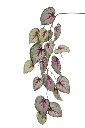 Hochwertige künstliche Hängepflanze auf transparentem Hintergrund mit echt wirkenden Kunstblättern in natürlicher Anordnung. Künstliche Begonie - Anina hat die Farbe Natur und ist 110 cm hoch. | aplanta Kunstpflanzen