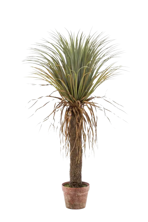 Hochwertige Kunstpalme auf transparentem Hintergrund mit echt wirkenden Kunstblättern in natürlicher Anordnung. Künstliche Yucca Palme - Kristina hat die Farbe Grün und ist 110 cm hoch. | aplanta Kunstpflanzen