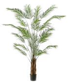 Hochwertige Kunstpalme auf transparentem Hintergrund mit echt wirkenden Kunstblättern in natürlicher Anordnung. Künstliche Areca Palme - Isaiah hat die Farbe Natur und ist 240 cm hoch. | aplanta Kunstpflanzen